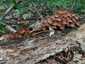 Sárgástönkű kígyógomba (Mycena renati), Budai-hegység